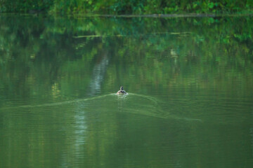 Wild ducks on a pond at summer morning. Selective focus.