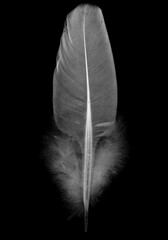 wood pigeon feather Columba palumbus on black background