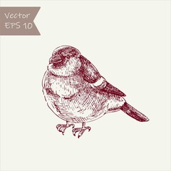 Birds bullfinches with branches of mountain ash sketch. Vintage hand drawn bird. Vector illustration