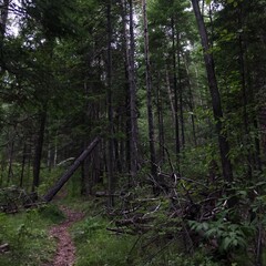 Obraz premium footpath in the woods