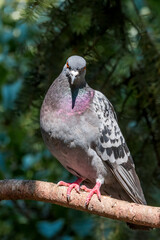 Rock Dove (Columba livia) in park, Moscow, Russia
