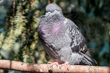 Rock Dove (Columba livia) in park, Moscow, Russia
