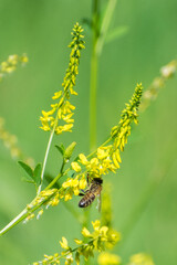 A small honey bee collects pollen while upside down from small yellow flowers, with a blurry green background.  Honey bee working in ecosystem, vertical shot.