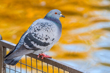Rock Dove (Columba livia) in park, Moscow, Russia