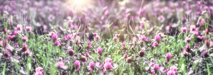 Obraz na płótnie Canvas Flowering clover in meadow, clover in bloom, beautiful landscape