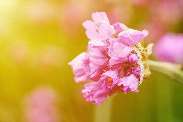 Macro flower photo, close up floral.