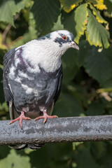 Rock Dove (Columba livia) in park, Moscow, Russia