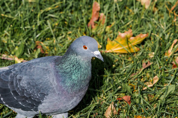 Rock Dove (Columba livia) in park, Moscow, Russia