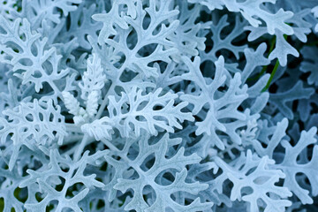 Beautiful blue foliage, rare plant background and texture.