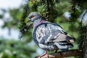 Rock Dove (Columba livia) in park, Moscow, Russia