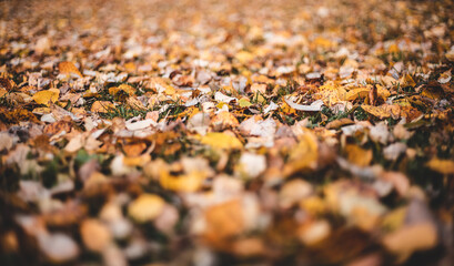close up of autumn leaf