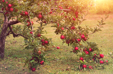 Fototapeta na wymiar Ripe, red apples on the apple tree in the garden