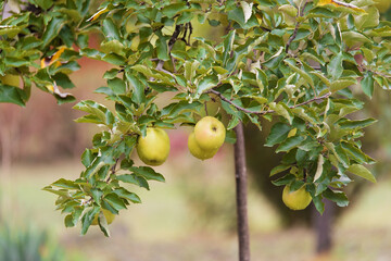 Green apples on the apple tree in the garden