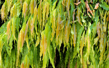Beautiful floral background from tree leaves.