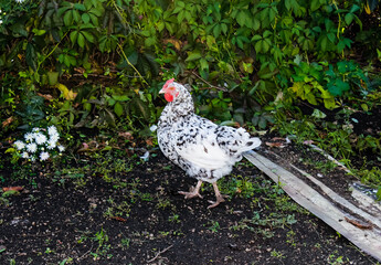 A colorful chicken walks around the farm in the grass.