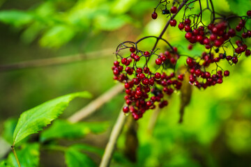 Beautiful bunches of elderberries in the green summer forest. Selective focus. Shallow depth of field.