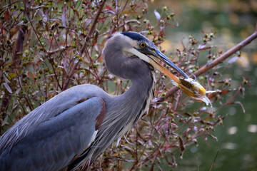 Profile of a Great Blue Heron holding a fish in it's beak on morning fishing in autumn