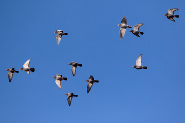 Obraz premium flock of homing pigeon flying against clear blue sky