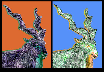 Collage of images of a mountain goat, graphics, pop art, digital art. Zoological print for poster, postcard, cover and other designs.