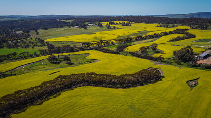 Canola Fields in York Western Australia