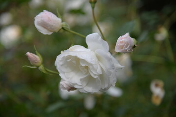 bunte Blumen und Herbstausflug in den Park