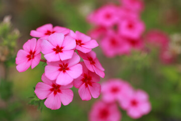 Obraz premium ピンクの花