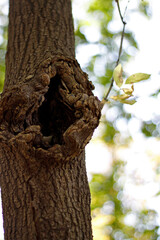 Obraz premium un trou dans un arbre mature