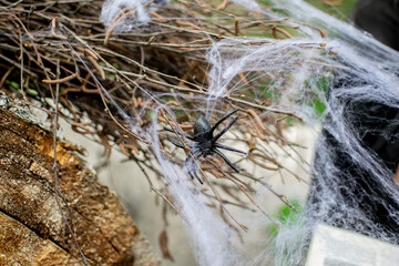 Halloween, decorations. Black spider with cobwebs on a dark wood texture