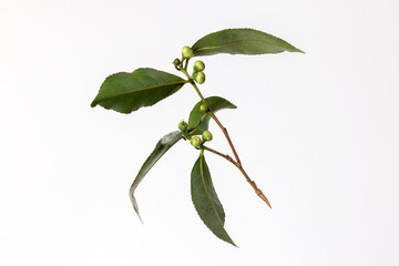 Fresh raw green tea leaf flower bud on white background
