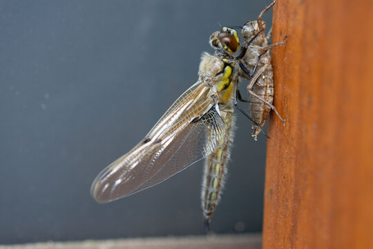 Libelle beim Schl&uuml;pfen