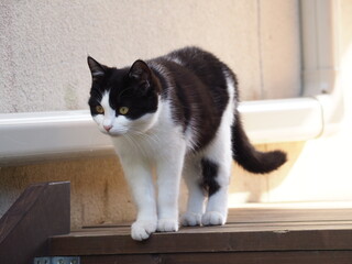 階段を降りようとする猫