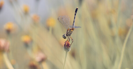 dragonfly on flower in nature outdoors
