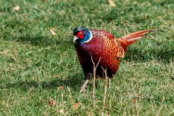 Common Pheasant (Phasianus colchicus) in park