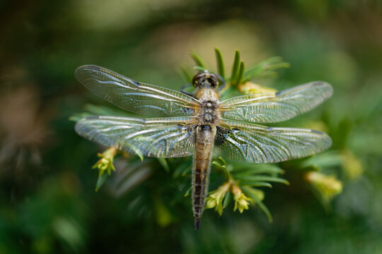 Libelle auf Pflanze