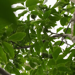 Fototapeta na wymiar walnut tree branches with walnuts close - up. background with branches of a walnut.