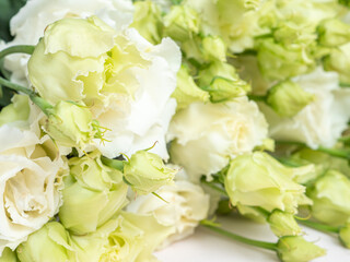 White Lisianthus on a light background, eustoma of a delicate color.