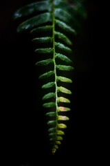 Colorful fern with water droplets on a black background