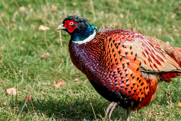 Common Pheasant (Phasianus colchicus) in park