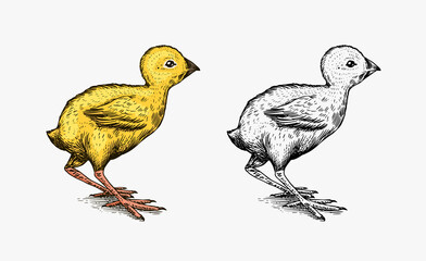 Chicken or farm little bird. Engraved hand drawn vintage sketch. Woodcut style. Vector illustration for menu or poster.