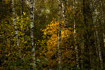 Fototapeta premium Autumn landscape - forest, colorful trees, bright yellow tree in the center
