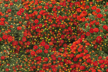 red small chrysanthemum background