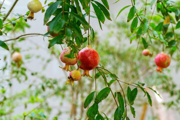 Red pomegranate fruits hang from a tree branch.