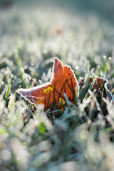 Autumn leave in winter with frost
