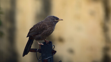 Jungle babbler or Seven Sisters bird resting on the top of pole