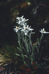 Edelweiss