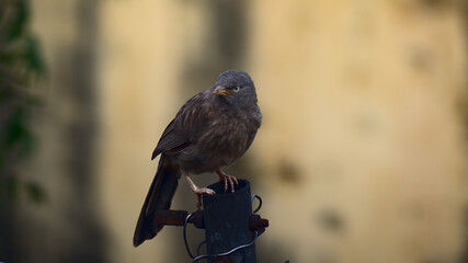 Jungle babbler or Seven Sisters bird resting on the top of pole