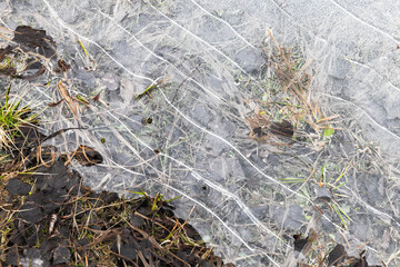 Thin ice covering coastal grass, abstract close-up