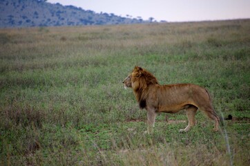Lion in the Serengeti park in Tanzania