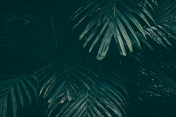 tropical leaves, exotic palm foliage, nature background, dark toned process.