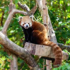 Obraz premium Red panda sitting in a tree